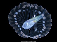 Ocean Art 2021
