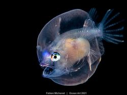 Karya Spektakuler Juara Ocean Art 2021, Lokasi Fotonya Ada di Indonesia