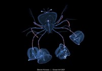 Ocean Art 2021