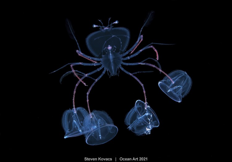 Ocean Art 2021