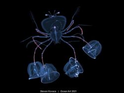 Karya Spektakuler Juara Ocean Art 2021, Lokasi Fotonya Ada di Indonesia