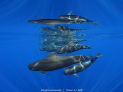 Karya Spektakuler Juara Ocean Art 2021, Lokasi Fotonya Ada di Indonesia