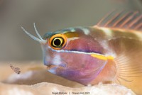 Ocean Art 2021