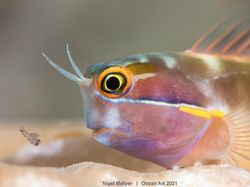 Karya Spektakuler Juara Ocean Art 2021, Lokasi Fotonya Ada di Indonesia