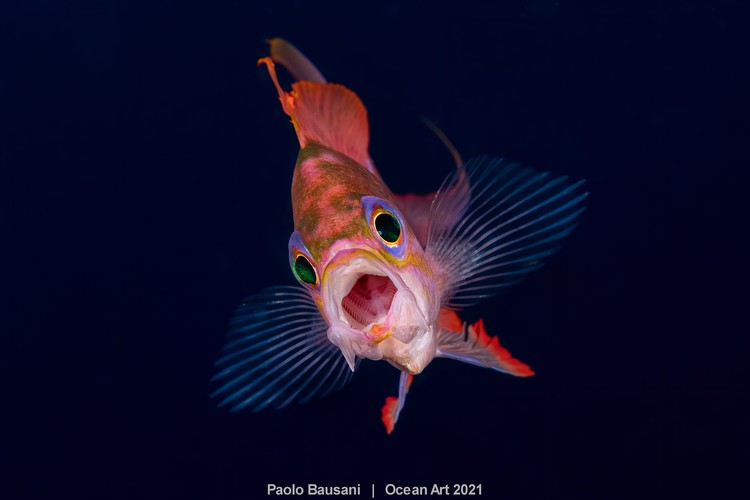 Ocean Art 2021