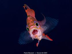 Karya Spektakuler Juara Ocean Art 2021, Lokasi Fotonya Ada di Indonesia