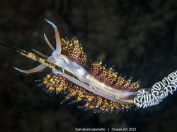 Karya Spektakuler Juara Ocean Art 2021, Lokasi Fotonya Ada di Indonesia