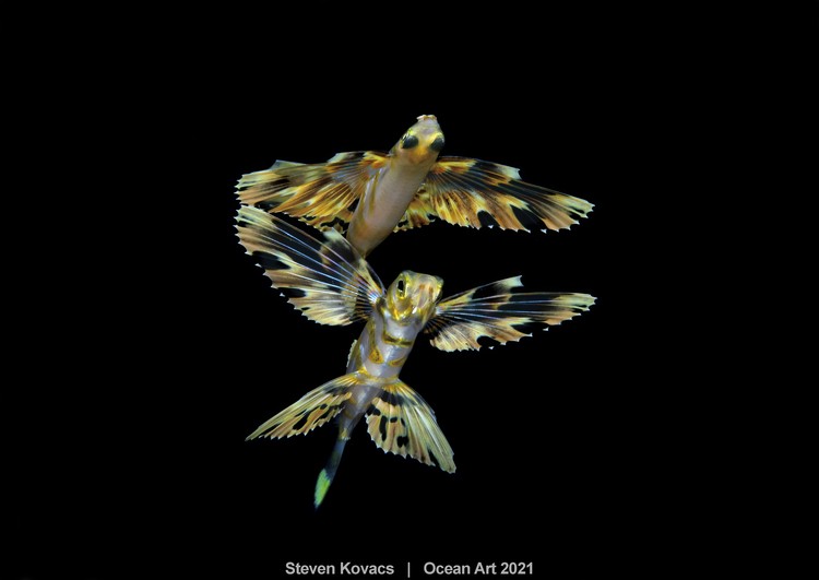 Ocean Art 2021 Ocean Art 2021