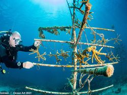 Karya Spektakuler Juara Ocean Art 2021, Lokasi Fotonya Ada di Indonesia