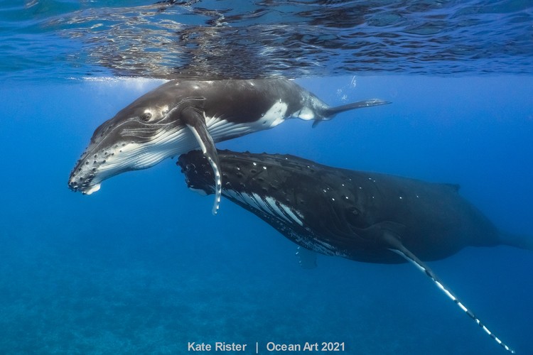 Ocean Art 2021 Ocean Art 2021