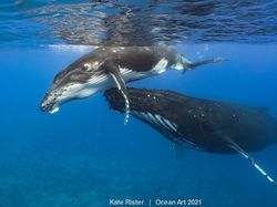 Karya Spektakuler Juara Ocean Art 2021, Lokasi Fotonya Ada di Indonesia