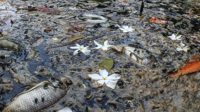 Bangkai ikan di Setu Citongtut yang airnya menghitam tercemar limbah di Gunung Putri, Kabupaten Bogor, Jawa Barat, Rabu  (19/1/2022). Setu Citongtut diduga tercemar limbah industri yang menimbulkan bau tak sedap dan ikan mati. ANTARA FOTO/Yulius Satria Wijaya/rwa.
