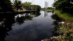 Ikan-ikan Ini Mati Diduga Tercemar Limbah di Situ Citongtut, Bogor