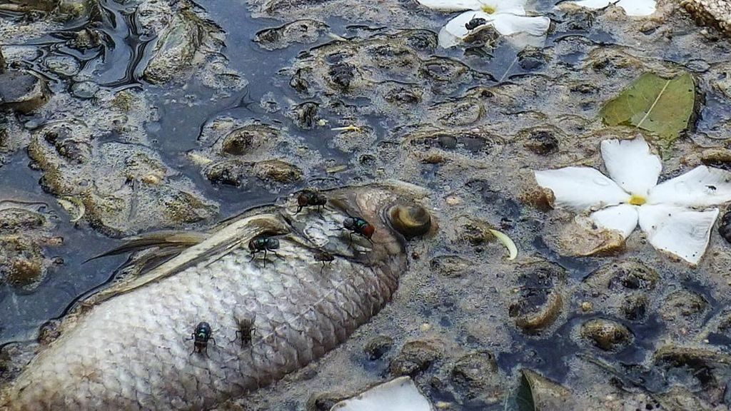 Ikan-ikan Ini Mati Diduga Tercemar Limbah di Situ Citongtut, Bogor