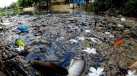Sejumlah ikan mati di Situ Citongtut, Gunung Putri, Kabupaten Bogor, Jawa Barat.