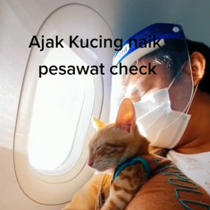 Viral Kucing Naik Pesawat Rute Domestik RI, Ini Aturan Bawa Hewan Peliharaan