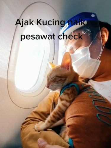 Video TikTok viral seorang pria membawa kucing naik pesawat.