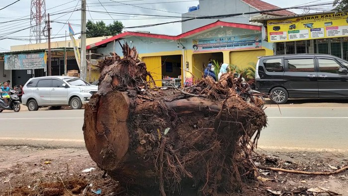 Batang pohon sisa penebangan di Jalan Kalimulya, Depok, dibiarkan di bahu jalan. (Foto: Dwi/detikcom)