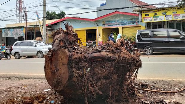 Batang pohon sisa penebangan di Jalan Kalimulya, Depok, dibiarkan di bahu jalan. (Foto: Dwi/detikcom)