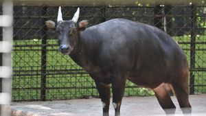 Anoa Bobby, Satwa Senior Kebun Binatang Surabaya yang Telah Tiada