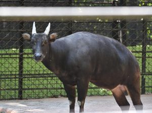 Anoa Bobby, Satwa Senior Kebun Binatang Surabaya yang Telah Tiada