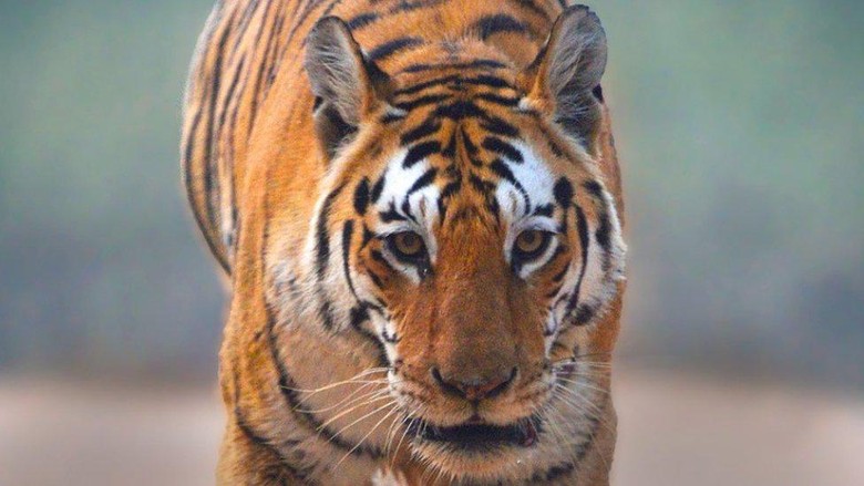 Collarwali: Mengenang harimau betina 