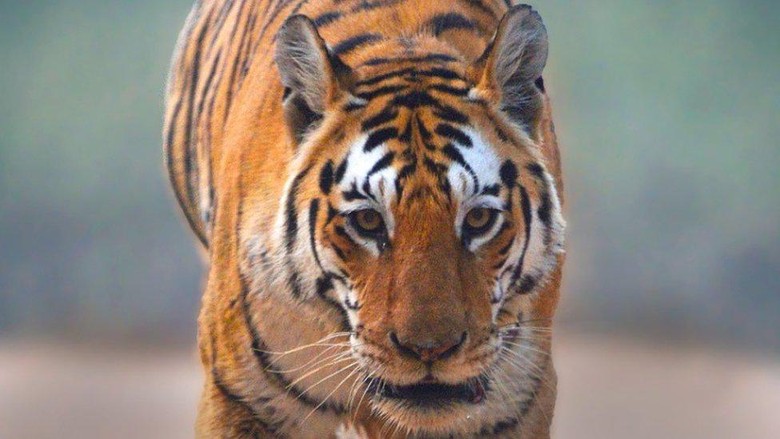 Collarwali: Mengenang harimau betina Collarwali: Mengenang harimau betina