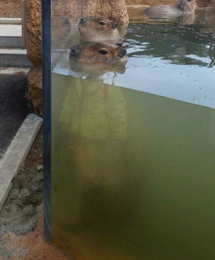 Foto refleksi yang menipu