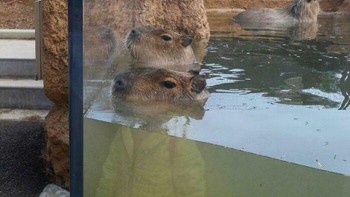 Gegara refleksi Kapibara terlihat sedang mengenakan pakaian. Foto: Bored Panda