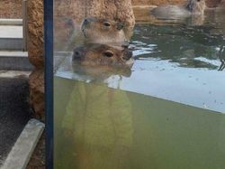 Awas! Deretan Foto Refleksi Ini Bikin Mata Tertipu