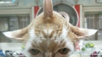 Refleksi ini bikin kucing terlihat seperti ada tanduk. Foto: Bored Panda