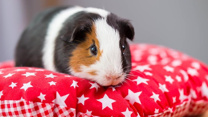 Pemerintah Hon Kong basmi ribuan hamster