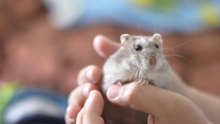hamster Pemerintah Hon Kong basmi ribuan hamster