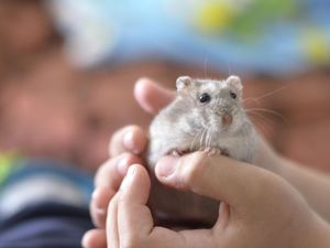 Hong Kong Musnahkan Ribuan Hamster Usai Kasus Pegawai Toko Positif COVID-19