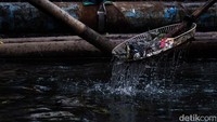 Diketahui, beberapa wilayah di Tegal Alur terendam banjir karena luapan sungai. 