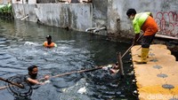 Petugas UPK Badan Air membersihkan sampah plastik di Kelurahan Tegal Alur, Kecamatan Kalideres, Jakarta Barat, Kamis (20/1/2022).