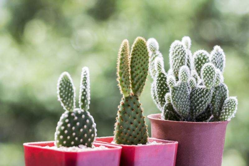 Opuntia cactus in pots
