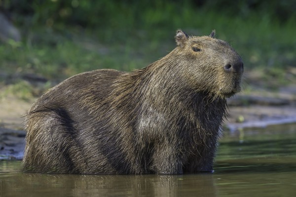 Fakta Kapibara, 'Marmut Raksasa' yang Jago Berenang