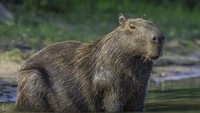 Kalau diperhatikan kapibara mirip dengan marmut ya? Ya karena mereka masih dalam famili yang sama yaitu Caviidae. Cuma kapibara lebih besar dibanding marmut.