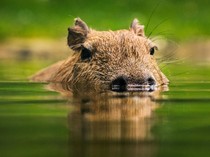 Aniaya Kapibara dengan Tongkat dan Besi, 8 Orang Diringkus di Brasil