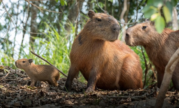 Banyak juga lho orang-orang yang menjadikan kapibara hewan peliharaan. Bahkan di Venezuela dibudidayakan untuk diambil dagingnya.