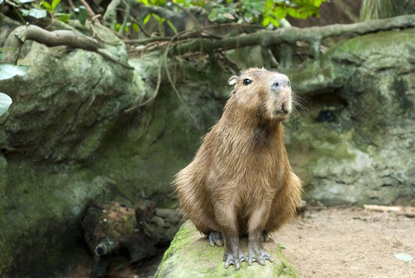 Kapibara termasuk hewan liar yang banyak ditemukan di wilayah Amerika Selatan dan Tengah