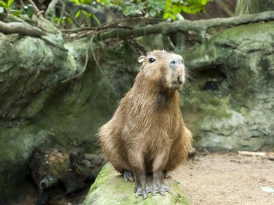 Fakta Kapibara, Marmut Raksasa yang Jago Berenang