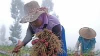 Program food estate atau lumbung pangan oleh kementerian pertanian diharapkan mampu meningkatkan produktivitas pertanian hortikultura.