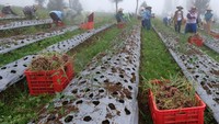 Hal ini  juga guna mendukung ketahanan pangan nasional sekaligus meningkatkan kesejahteraan petani.