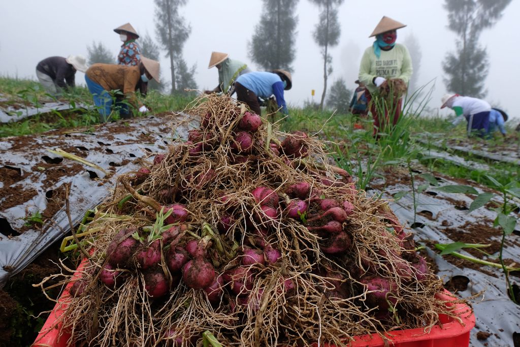 Petani memanen bawang merah saat panen raya di kawasan food estate lereng Gunung Sindoro Desa Bansari, Temanggung, Jawa Tengah, Kamis (20/1/2022). Program food estate atau lumbung pangan oleh kementerian pertanian diharapkan mampu meningkatkan produktivitas pertanian hortikultura guna mendukung ketahanan pangan nasional sekaligus meningkatkan kesejahteraan petani. ANTARA FOTO/Anis Efizudin/tom.