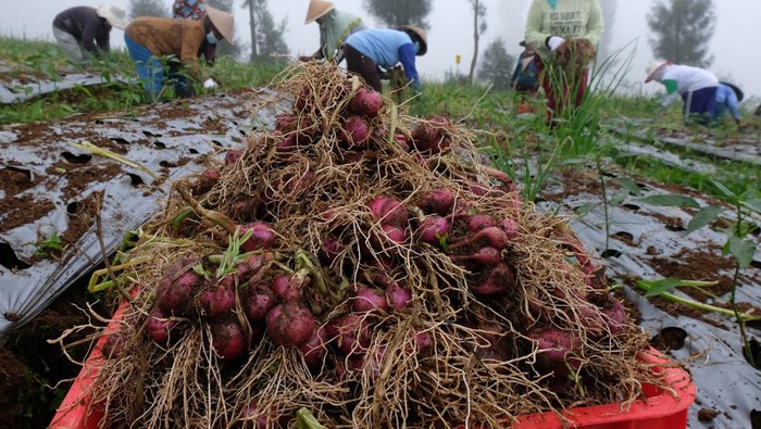 Petani memanen bawang merah saat panen raya di kawasan food estate lereng Gunung Sindoro Desa Bansari, Temanggung, Jawa Tengah, Kamis (20/1/2022). Program food estate atau lumbung pangan oleh kementerian pertanian diharapkan mampu meningkatkan produktivitas pertanian hortikultura guna mendukung ketahanan pangan nasional sekaligus meningkatkan kesejahteraan petani. ANTARA FOTO/Anis Efizudin/tom.