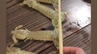 Ada empat ekor udang mentah di atas meja yang tampaknya akan jadi santapan Lala Choo. Ia juga sudah siap memegang sumpit yang jadi alat makannya Foto: instagram @lalachoo2005