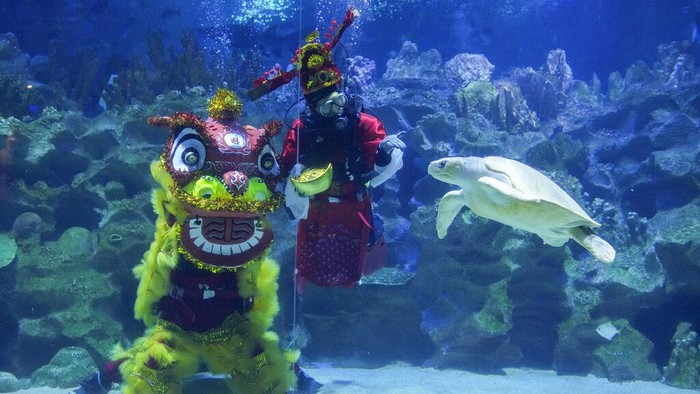 Atraksi Barongsai di Dalam Air Meriahkan Tahun Baru Imlek Divers dressed in Fortune God costume and Chinese lion dancer perform as part of the Chinese Lunar New Year celebration at Aquaria KLCC underwater park in Kuala Lumpur, Malaysia, Friday, Jan. 21, 2022. (AP Photo/Vincent Thian)