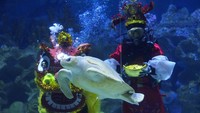 Penyu Greenback ikut tampil dalam atraksi. Tahun baru China atau yang juga dikenal sebagai Tahun Baru Imlek merupakan salah satu hari raya masyarakat Tionghoa yang sangat dinanti-nantikan. 